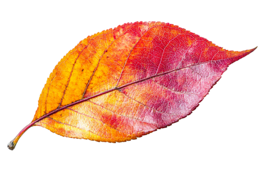 Vibrant red and yellow autumn leaf