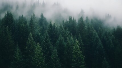 A misty morning view of dense green pine trees in the forest showcasing nature's tranquility : Generative AI