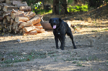 Black guard dog guarding the yard