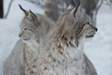 Two lynx in the snow in Norway