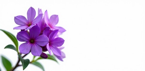 Obraz premium Vibrant purple flower cluster, pure white background, lavender tones, purple bloom, flora