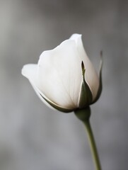 Elegant delicate white rose flower with soft petals captured against a blurred background : Generative AI