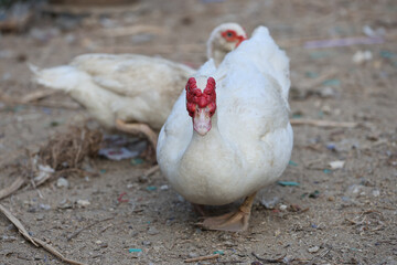 The white Duck is stay in dry garden