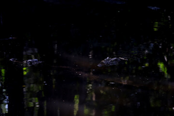 Close up head crocodile is show head in river