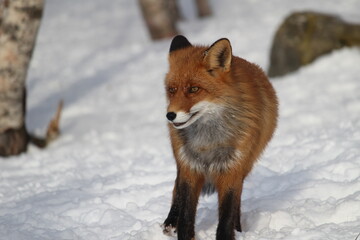 Red fox in the snow