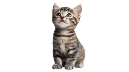 Curious kitten gazing up in studio