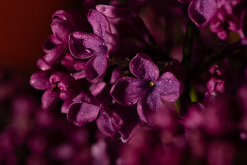 Macro shot bright violet lilac flowers. Abstract romantic floral background.