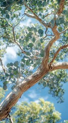 Fototapeta premium Serene Eucalyptus Branch Reaching for the Sky