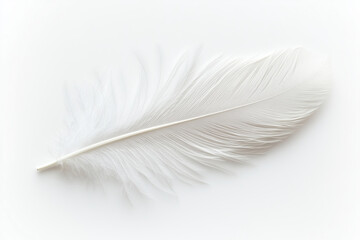 Obraz premium Soft White Feather on Smooth Background