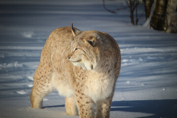 Lynx in the snow