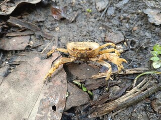 spider on the ground