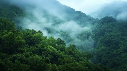 Lush Green Forest Landscape with Misty Mountains and Fog Creating a Serene Atmosphere