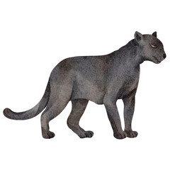 watercolor panther