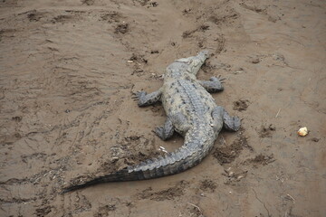 Resting Crocodile in Muddy Habitat
