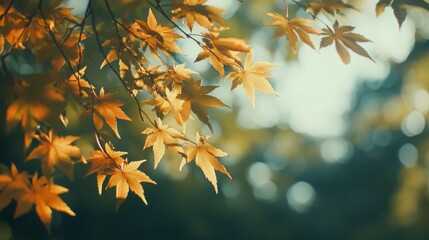 Golden autumn leaves on a sunny day with soft bokeh background
