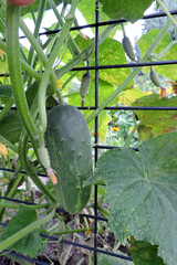 Fresh cucumbers growing in a garden, a plant climbing up a fence