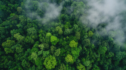 International Day of Forests