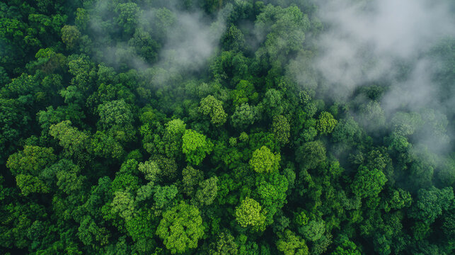 International Day of Forests