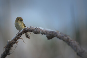 mosquitero comun posado en una rama