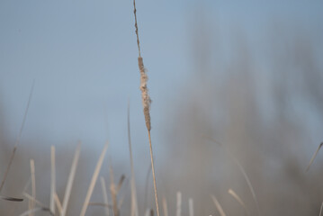 juncos de laguna secos