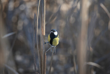 carbonero común posado en juncos