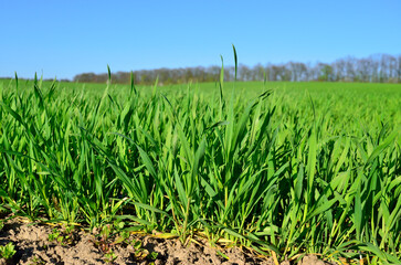 Green wheat field under a blue sky, agriculture concept