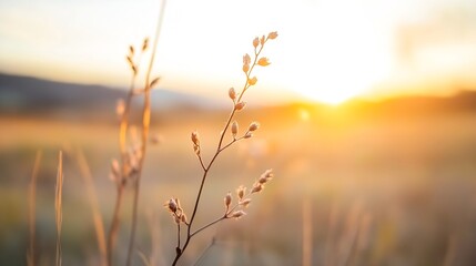Obraz premium Golden sunlight illuminating a delicate wildflower against a softly blurred natural landscape : Generative AI