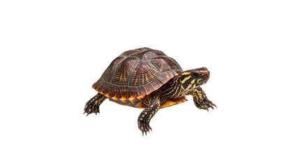 Obraz premium Turtle walking on a white background in daylight