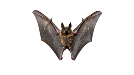 Bat hanging upside down with wings spread wide