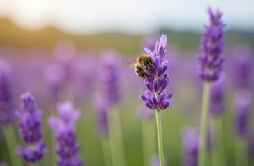 Naklejka premium Bee pollinating vibrant lavender in blooming field at sunset