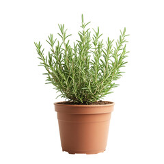 A Small Potted Rosemary Plant with Fragrant Green Leaves Isolated on Transparent Background