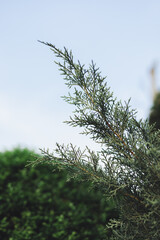 Close up of cypress tree branch in garden.
