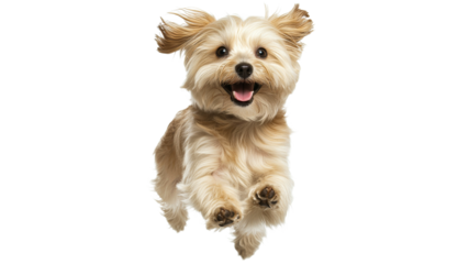 Small dog joyfully jumping in the air