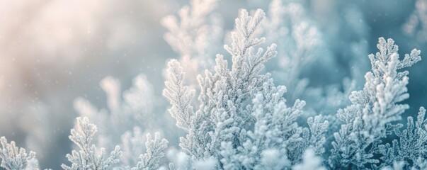 Frost-covered pine branches in a winter wonderland with soft morning light