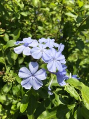 Forget me not