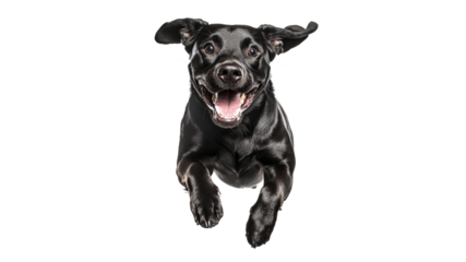 Happy black dog leaps in excitement indoors