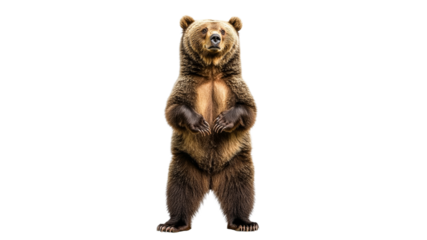 Grizzly bear standing upright in a natural pose