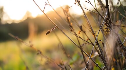 Sunlit field with dry grass and glowing bokeh in the background during golden hour : Generative AI