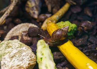 Roman Snail in a Terrarium