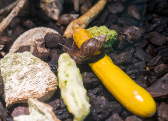Roman Snail in a Terrarium