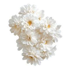 white chrysanthemum isolated on white