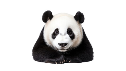 Naklejka premium Cute panda resting with a curious expression