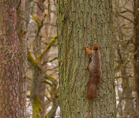 Red Squirrel on Tree Branch – Agile Wildlife in Natural Forest Habitat