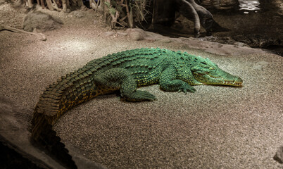 Crocodile in Zoo Habitat – Reptilian Predator in Captive Environment..