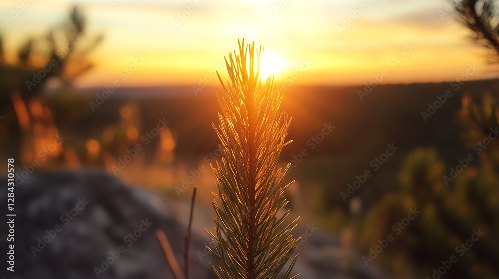 Aufkleber Closeup shot of a pine tree branch illuminated by the warm glow of the sunset in a tranquil setting : Generative AI
