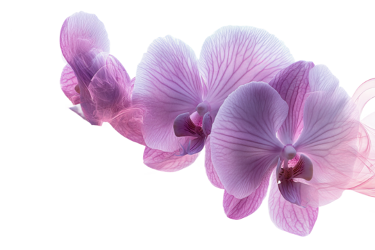 Elegant purple orchids displayed in soft light
