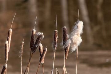 Schilf trotzt dem Winter
