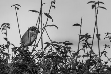 Spatz sitzt einsam in Hecke
