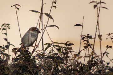 Spatz sitzt einsam in Hecke