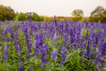 Lavender flowers at the Netherlands Carillon in Arlington, Virginia.